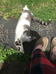 Lost Female Cat last seen Cox run, food savor, Fairview, TN 37062