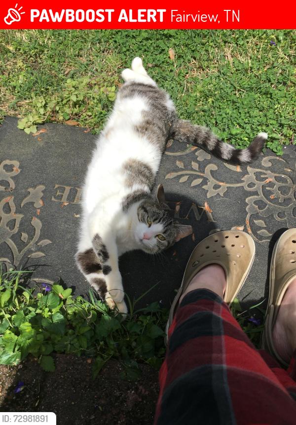 Lost Female Cat last seen Cox run, food savor, Fairview, TN 37062