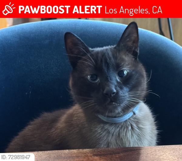 Lost Male Cat last seen Victoria Ave. & Grand View Blvd , Los Angeles, CA 90066