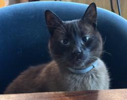 Lost Male Cat last seen Victoria Ave. & Grand View Blvd , Los Angeles, CA 90066