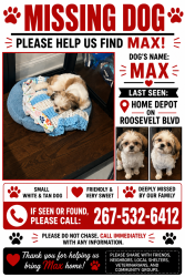 Lost Male Cat last seen Roosevelt Blvd, Philadelphia, PA 19152