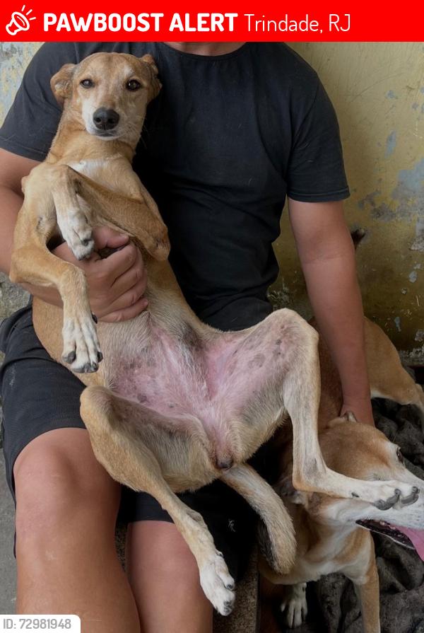 Lost Female Dog last seen Próximo à Igreja Batista da Trindade, Trindade, RJ 
