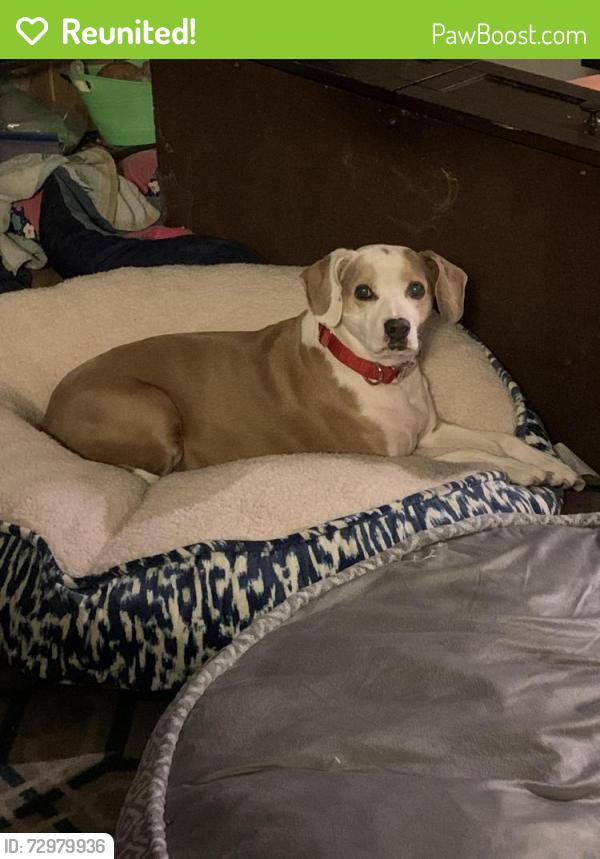 Reunited Female Dog last seen Washington St, San Jose, CA 95112