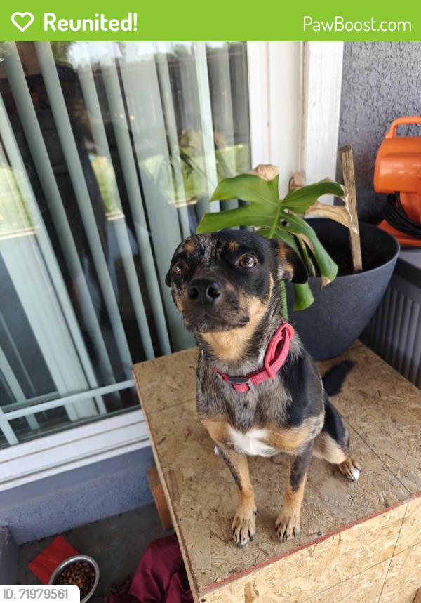 Reunited Male Dog last seen Woodrow Ave., Modesto, CA 95350