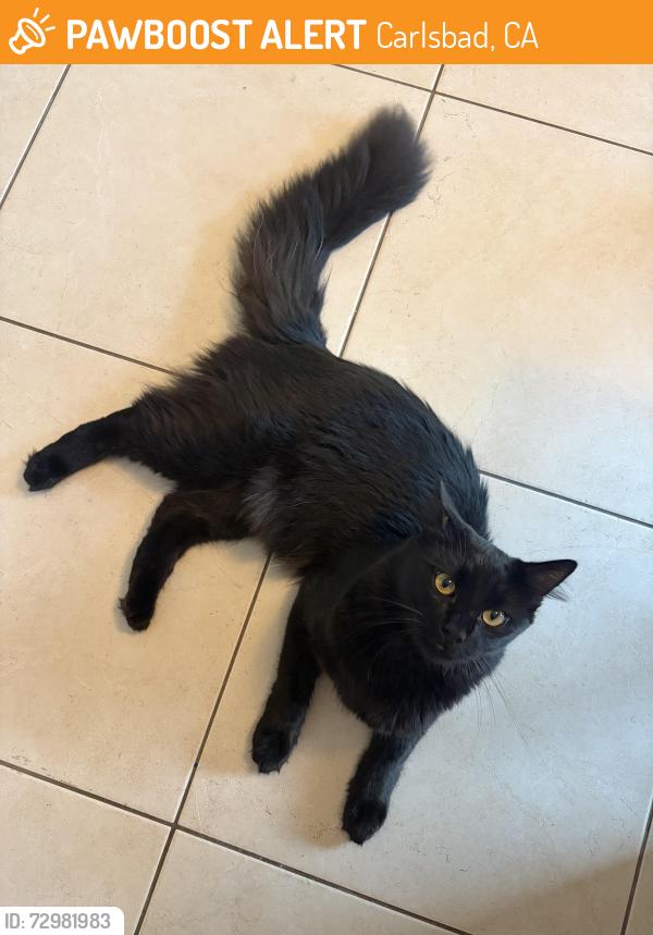 Found/Stray Male Cat last seen Palacio Drive, Carlsbad, CA 92009