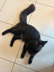 Found/Stray Male Cat last seen Palacio Drive, Carlsbad, CA 92009