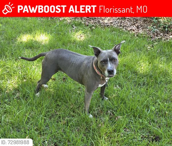 Lost Female Dog last seen Old Halls Ferry, Florissant, MO 63033