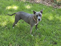 Lost Female Dog last seen Old Halls Ferry, Florissant, MO 63033