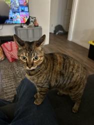 Reunited Female Cat last seen N Harbour & W Sycamore , Anaheim, CA 92805