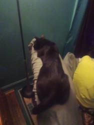 Lost Male Cat last seen Palmetto and Wheatland avenue, Columbus, OH 43204