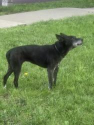 Found/Stray Female Dog last seen 101st and Nieman overland Patk ks 66214, Overland Park, KS 66214