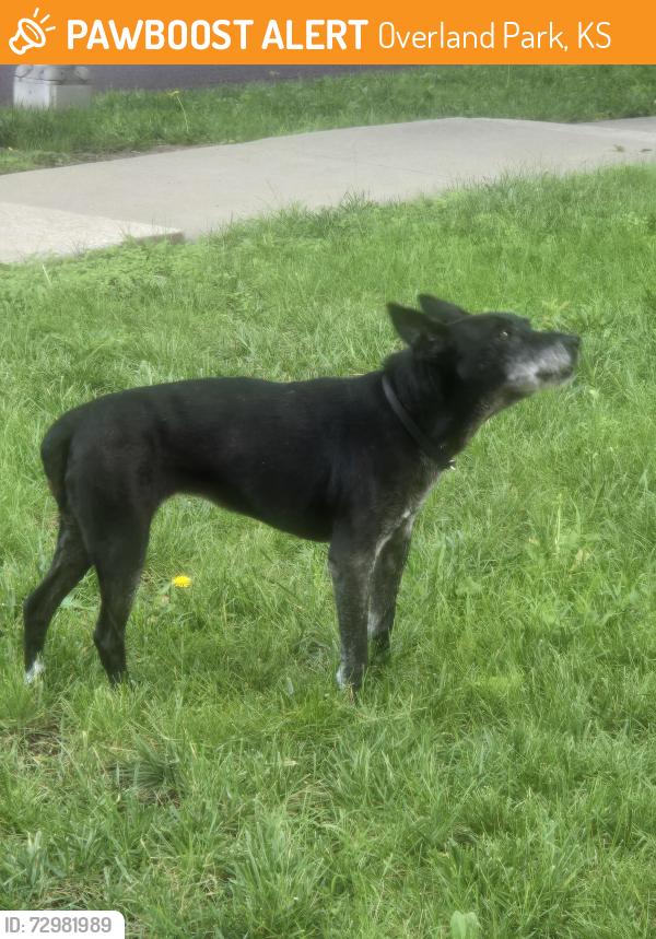 Found/Stray Female Dog last seen 101st and Nieman overland Patk ks 66214, Overland Park, KS 66214