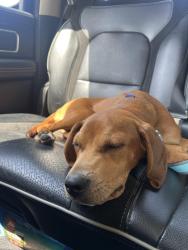Reunited Male Dog last seen Stagecoach road , Elm City, NC 27822