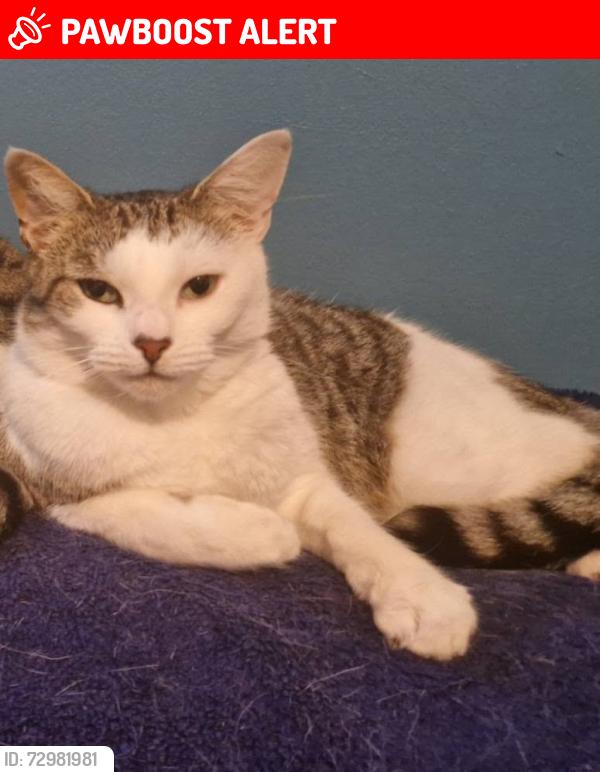 Lost Female Cat last seen Lucerne Road, Shakespeare Road, Merseyside, England CH44 7HA