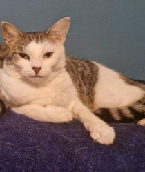 Lost Female Cat last seen Lucerne Road, Shakespeare Road, Merseyside, England CH44 7HA