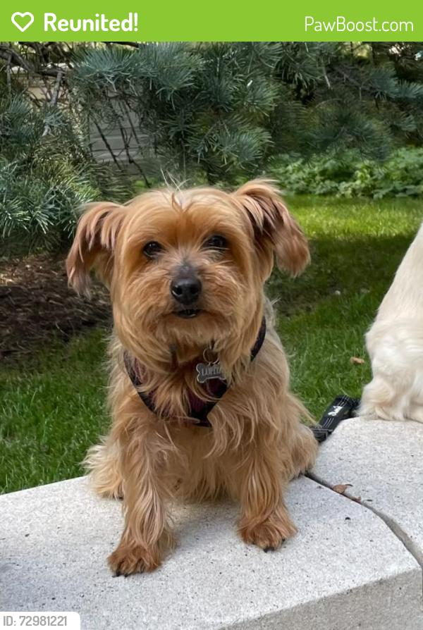 Reunited Female Dog last seen Corner 32 st and 82 ct Pinecrest, Pinecrest, FL 33156