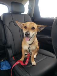 Reunited Female Dog last seen Near cane ridge pkwy across from Tanger Mall Antioch , Nashville, TN 37013