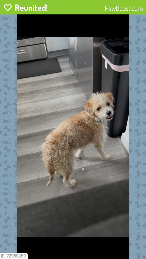 Reunited Male Dog last seen S chestnut and E graham ave, Lake Elsinore, CA 92530