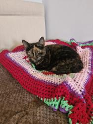 Lost Female Cat last seen Kipling Road, Hilsea, Hilsea, England PO2