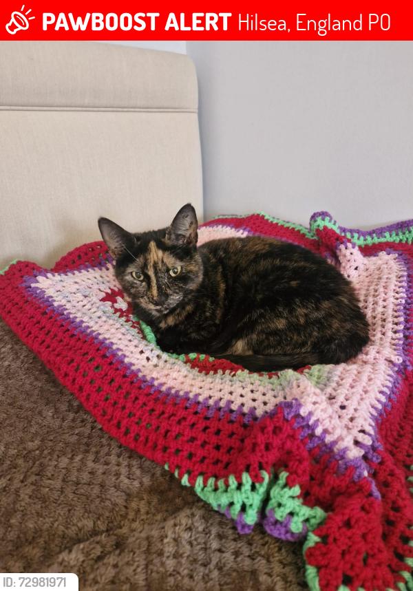 Lost Female Cat last seen Kipling Road, Hilsea, Hilsea, England PO2