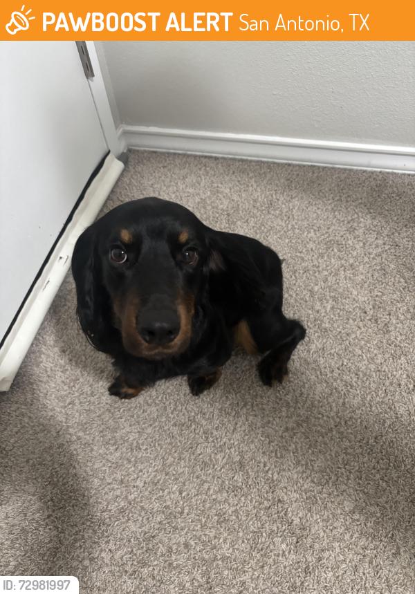 Found/Stray Male Dog last seen Eden subdivision , San Antonio, TX 78247