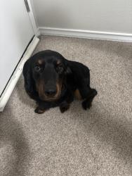 Found/Stray Male Dog last seen Eden subdivision , San Antonio, TX 78247