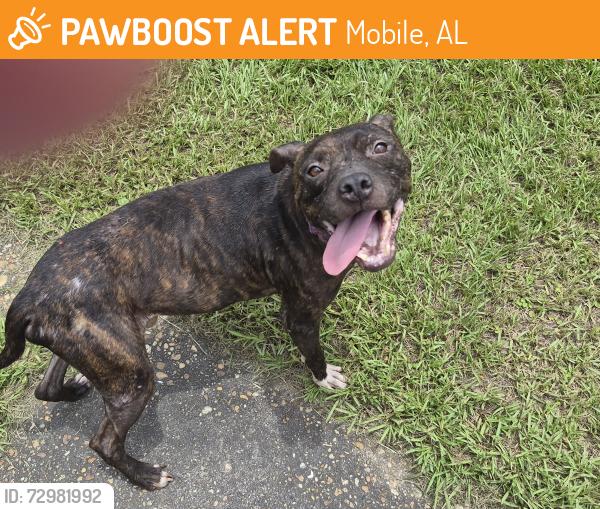Found/Stray Female Dog last seen Darwood and Murwood St, (Navco), Mobile, AL 36605