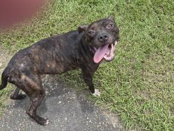 Found/Stray Female Dog last seen Darwood and Murwood St, (Navco), Mobile, AL 36605