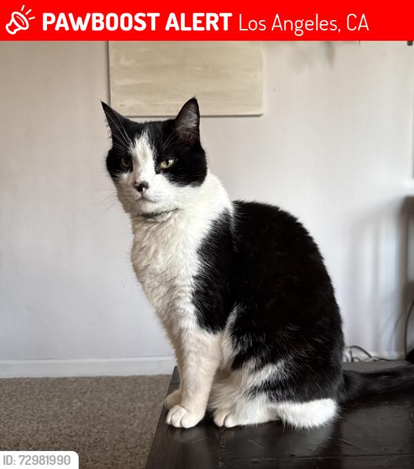 Lost Male Cat last seen Emily and 29th St. , Los Angeles, CA 90731