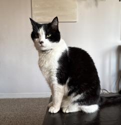 Lost Male Cat last seen Emily and 29th St. , Los Angeles, CA 90731