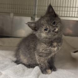 Shelter Stray Female Cat last seen , 54687 Co Rd 19, Bristol, IN 46507, USA