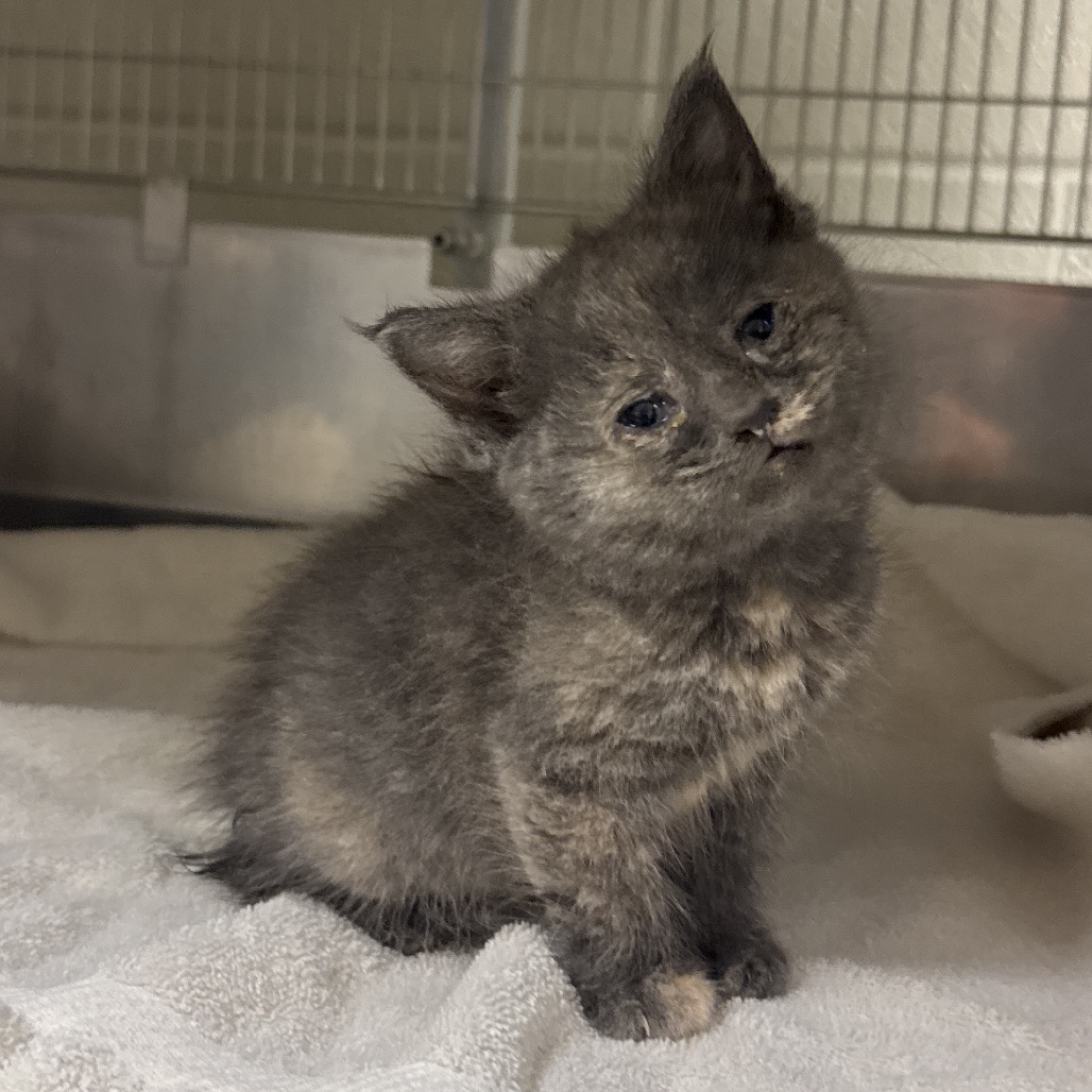 Shelter Stray Female Cat last seen , 54687 Co Rd 19, Bristol, IN 46507, USA