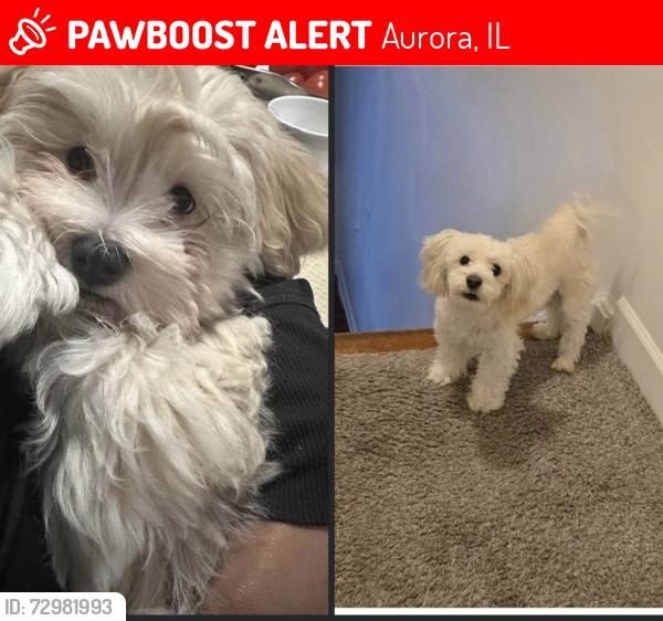 Lost Male Dog last seen N. Randall RD, Aurora, IL 60506