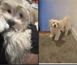 Lost Male Dog last seen N. Randall RD, Aurora, IL 60506