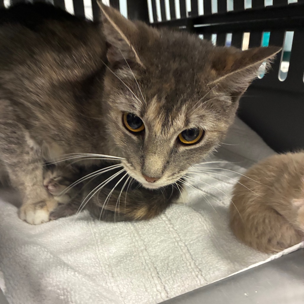 Shelter Stray Female Cat last seen , 4525 W Wendover Ave, Greensboro, NC 27409, USA
