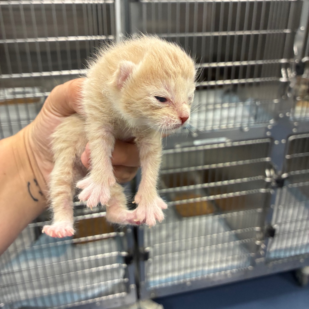 Shelter Stray Male Cat last seen , 4525 W Wendover Ave, Greensboro, NC 27409, USA