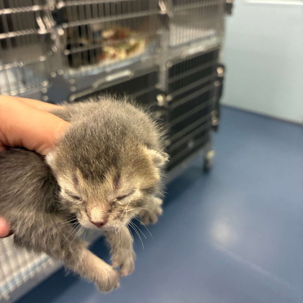 Shelter Stray Male Cat last seen , 4525 W Wendover Ave, Greensboro, NC 27409, USA