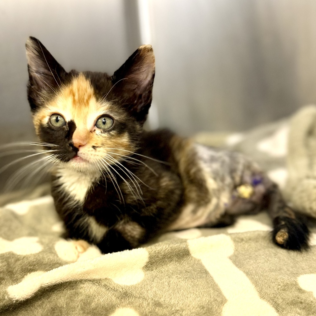 Shelter Stray Female Cat last seen , 4575 E Mesquite Ave, Palm Springs, CA 92264, USA