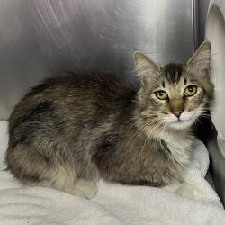 Shelter Stray Male Cat last seen , 4575 E Mesquite Ave, Palm Springs, CA 92264, USA
