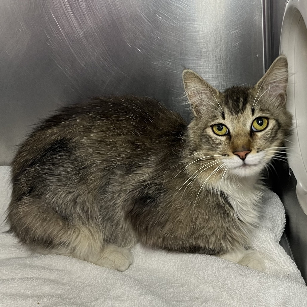 Shelter Stray Male Cat last seen , 4575 E Mesquite Ave, Palm Springs, CA 92264, USA