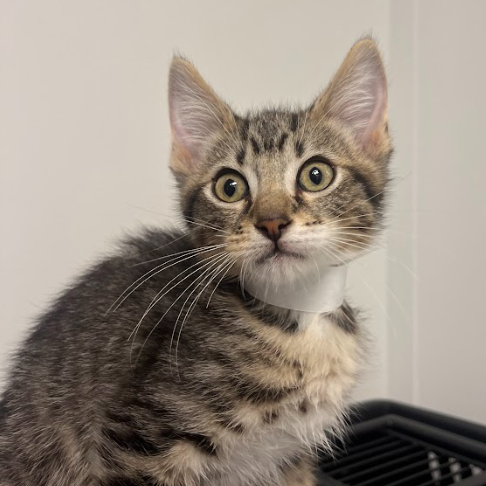 Shelter Stray Male Cat last seen , Hattiesburg, MS 39401