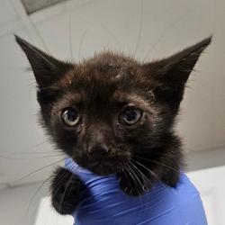 Shelter Stray Male Cat last seen , 328 Furman Hall Rd, Greenville, SC 29609, USA
