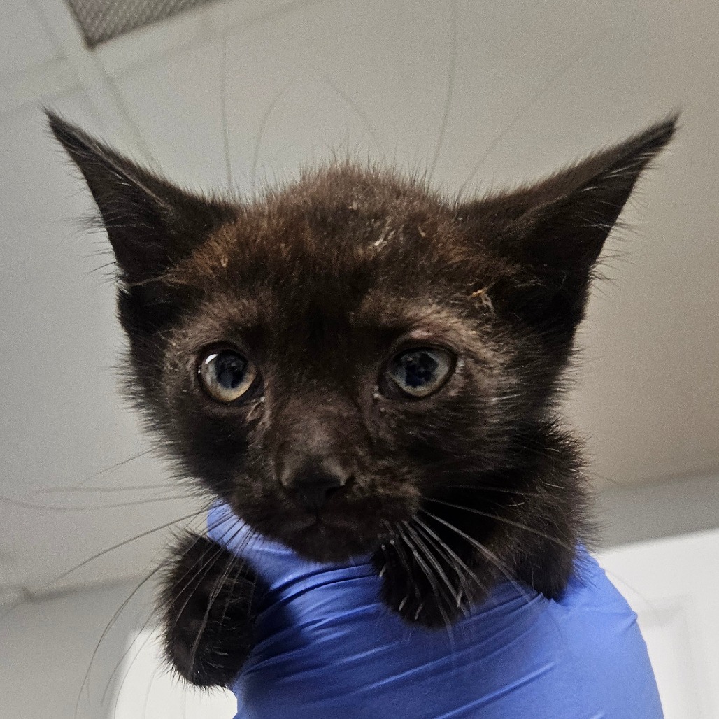 Shelter Stray Male Cat last seen , 328 Furman Hall Rd, Greenville, SC 29609, USA