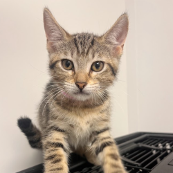 Shelter Stray Female Cat last seen , Hattiesburg, MS 39401