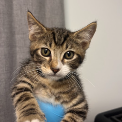 Shelter Stray Male Cat last seen , Hattiesburg, MS 39401