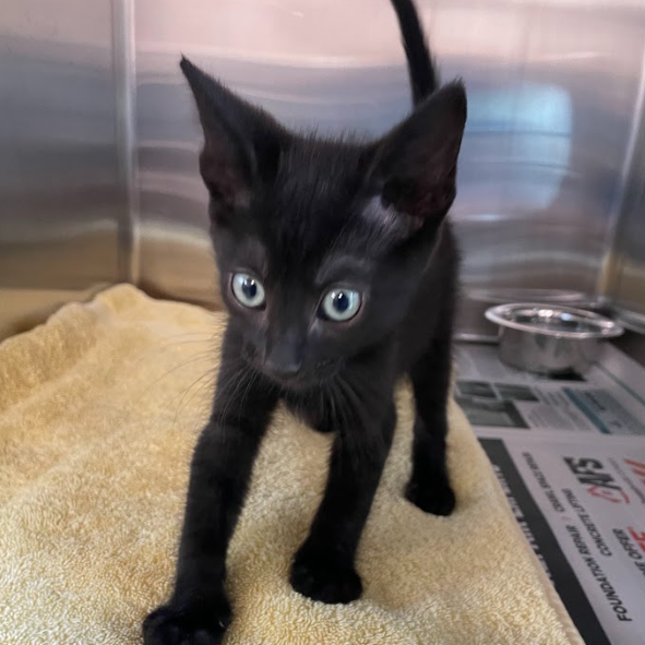 Shelter Stray Male Cat last seen , Hattiesburg, MS 39401
