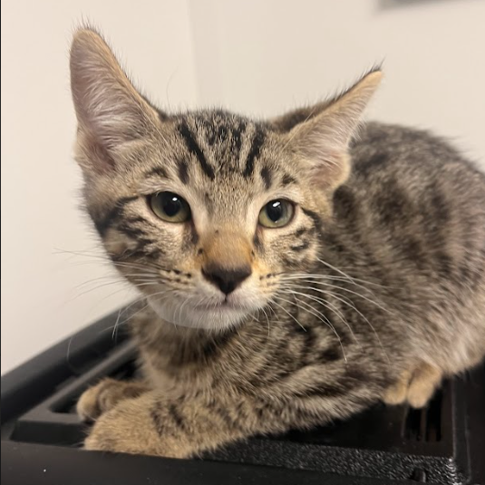 Shelter Stray Male Cat last seen , Hattiesburg, MS 39401
