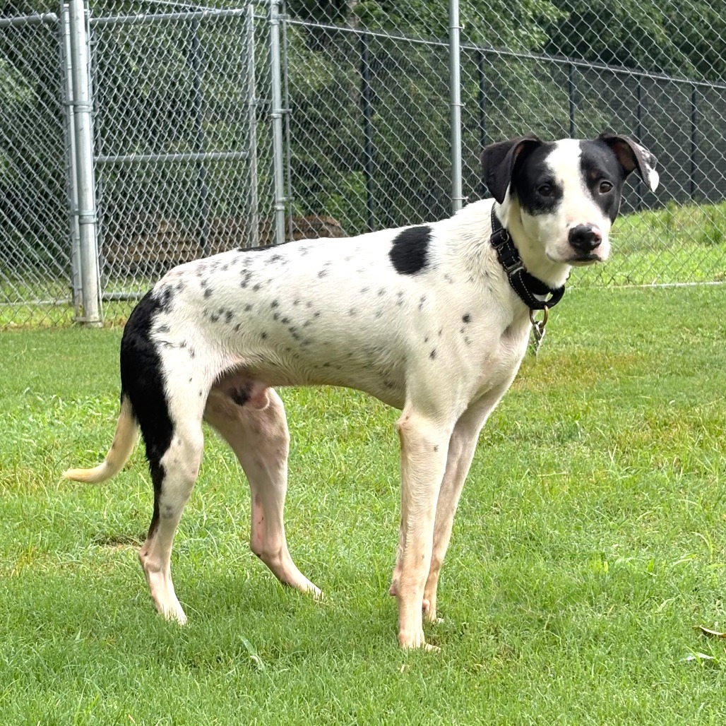Shelter Stray Male Dog last seen , 2951 S 1st St, Cabot, AR 72023, USA