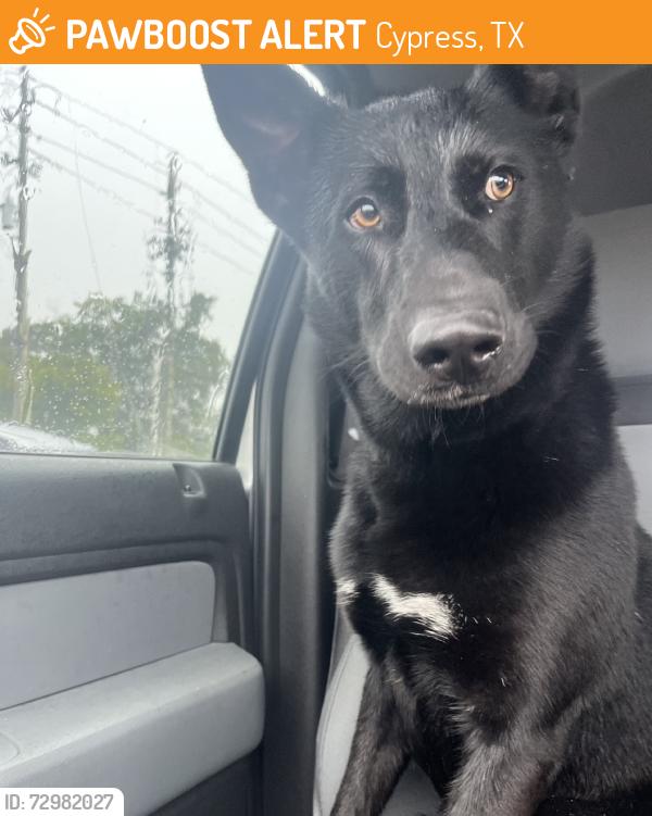 Found/Stray Male Dog last seen Telge road, Cypress, TX 77429