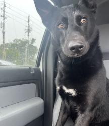 Found/Stray Male Dog last seen Telge road, Cypress, TX 77429